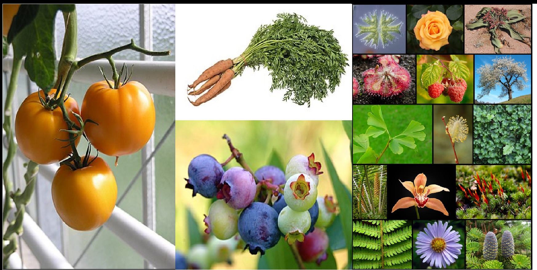 BOTÁNICA - Espec. En Ciencias Naturales - Noviembre 2023