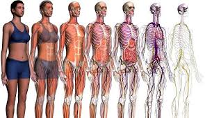 ANATOMÍA HUMANA Y SALUD - Espec. En Ciencias Naturales Abril 2024