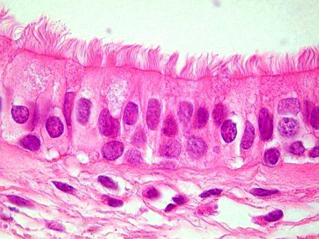 CITOLOGÍA E HISTOLOGÍA 2da-Parte - Espec. En Ciencias Naturales Mayo 2024